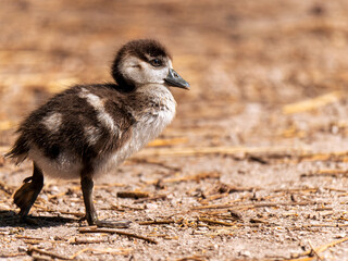 Wild goose chick walks dreamily