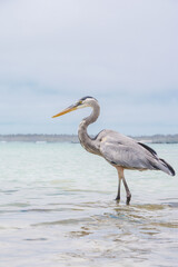 View of a great blue heron bird standing in the shallow water searching for food