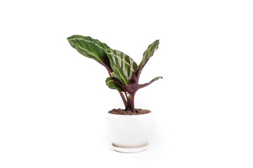 Calathea Medallion in white ceramic pots with isolated white background. 