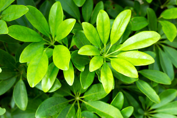Green tropic big leaves background.