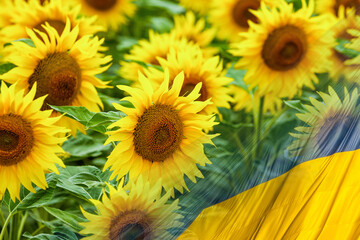 Flag of Ukraine - The Sunflower is the national flower of Ukraine.