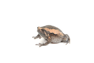Close-up of brown bullfrog  isolated on white