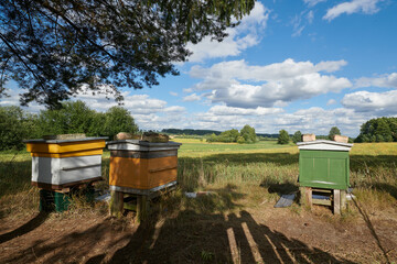 Pszczelarz wystawił wiosna pasiekę na skraj łąki i pola. Pszczoły zaczynają swoją pracę. - obrazy, fototapety, plakaty