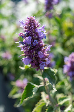 Blooming perennial blue flowers of Agastache mexicana "Blue Boa" close-up. Photo for the catalog of plants of the garden center or plant nursery. Growing, sale and gardining of flowers.