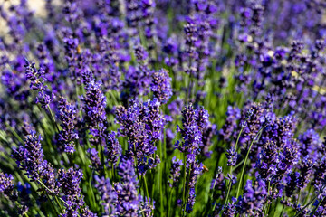 Lavender field in Sale Langhe San Giovanni, Cuneo, Italy. Sale San Giovanni, village in Piedmont, called Little Provence for the blooming