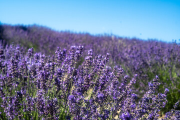 Fototapeta na wymiar Lavender field in Sale Langhe San Giovanni, Cuneo, Italy. Sale San Giovanni, village in Piedmont, called Little Provence for the blooming