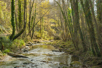 Forest river landscape.Beautiful view of nature idyllic small river landscape