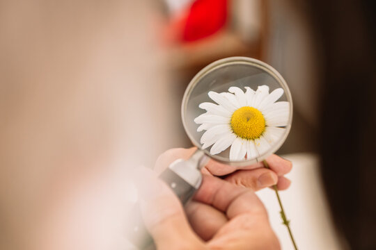 Anonymous person looking at chamomile through magnifying glass
