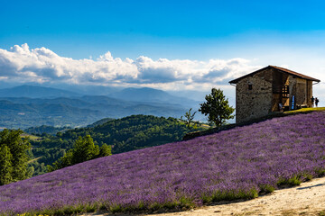 Lavender field with the maritime alps on background in Sale Langhe San Giovanni, Cuneo, Italy. Sale San Giovanni,village in Piedmont, called Little Provence for the blooming 