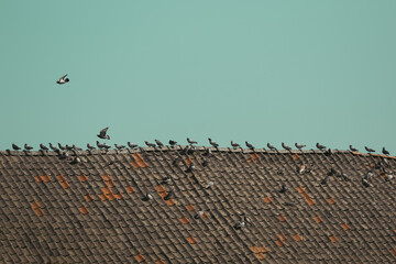 oiseaux alignés sur le toit d'une grange