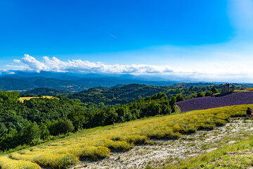 Plakat Lavender field with the maritime alps on background in Sale Langhe San Giovanni, Cuneo, Italy. Sale San Giovanni,village in Piedmont, called Little Provence for the blooming 
