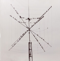 Oiseaux sur une antenne radio