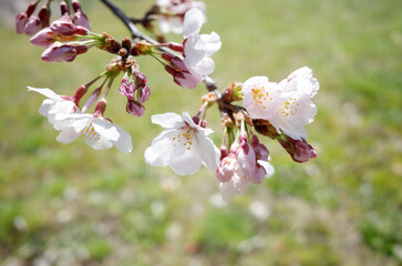 初々しく緑に草が生える広場で桜が咲く
