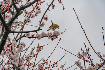 梅とメジロ