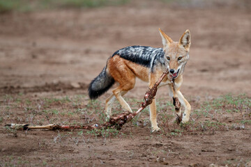Black-backed jackal (Lupulella mesomelas) eating from a part from an impala carcass in Mashatu
 Game Reserve in the Tuli Block in Botswana