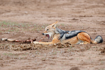 Black-backed jackal (Lupulella mesomelas) eating from a part from an impala carcass in Mashatu
 Game Reserve in the Tuli Block in Botswana