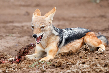 Black-backed jackal (Lupulella mesomelas) eating from a part from an impala carcass in Mashatu
 Game Reserve in the Tuli Block in Botswana