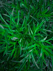 Green leaves background, natural abstract background