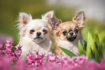 Close up portrait of two cute puppies of long haired chihuahua light yellow and orange color sitting among blooming pink flowers on the green background on sunny summer day