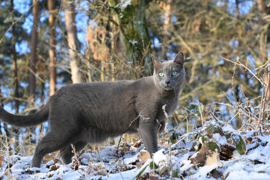 Beautiful shot of a russian blue cat in the wild