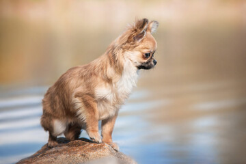 Close up photo of orange puppy of long haired chihuahua sitting on a rock and looking sideways on blue and orange river background on sunny summer day