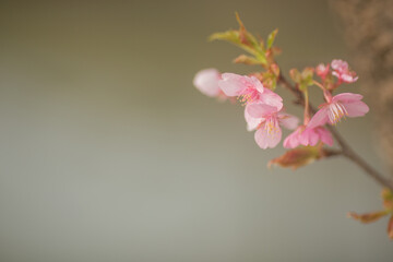 落ち着いた雰囲気の桜(アップ)