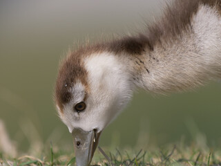 Portrait from a wild goose chick is eating right now - Powered by Adobe