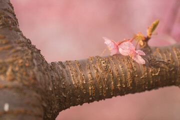 枝からちょこんと咲いた桜