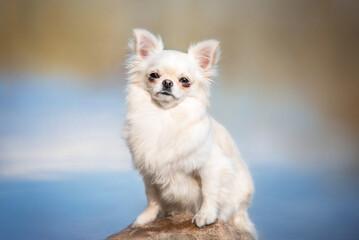 Full of light close up photo of puppy of long haired chihuahua light yellow color sitting on a rock on blue river background in sun rays on summer day