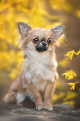 Warm close up photo of very cute orange puppy of long haired chihuahua standing by paws on a rock fence and looking front among tiny yellow flowers