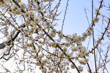 ３月の水戸偕楽園