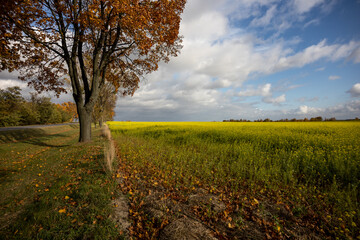 jesień, pole, trawa, drzewa, rzepak, krajobraz, chmury