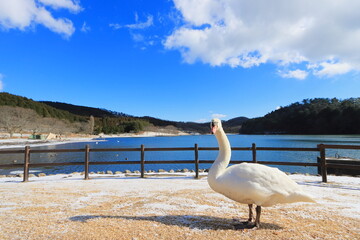 志高湖の白鳥