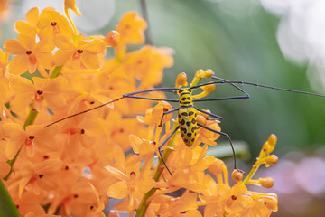 Long-horned Beetle on orange orchid .