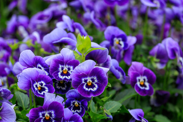 春の美しい紫のビオラの花々