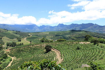 Large coffee farms in southeastern Brazil with mountains