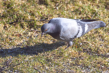 Rock dove, rock pigeon, or common pigeon - Here Brønnøysund,Helgeland,Northern Norway,scandinavia,Europe	