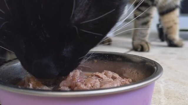 Close up of cat eating raw meat with another cat legs in the background standing and then walking