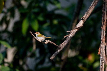 Common tailorbird