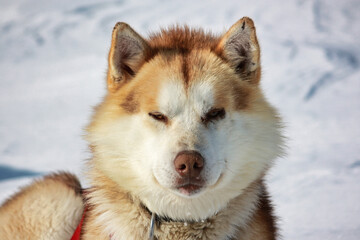 Close-up shot of a face of a Siberian Husky dog on a sunny day on a blurred snowy background
