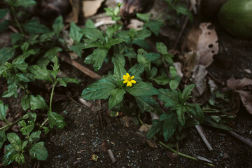 yellow flower in bloom