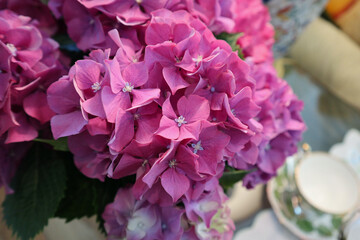 Blossoming Hydrangea