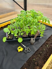 ogród warzywny przygotowanie sadzonek warzywnych 