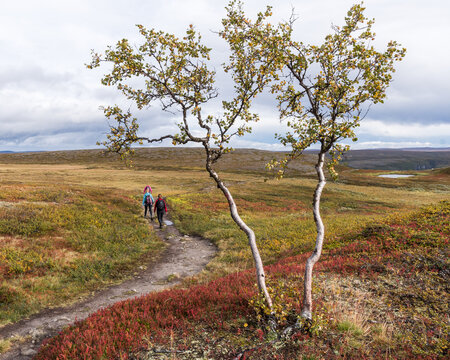 View of a green tree against people hiking with backpacks in an open field in Norway