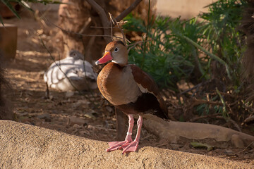 Beautiful perching Black-bellied whistling duck at a farm on a sunny day