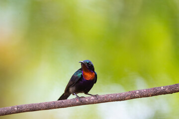 Copper - throated Sunbird