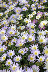 Patch of purple Grecian windflower, Derbyshire England
