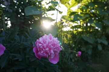 Pfingstrose beim Sonnenuntergang.