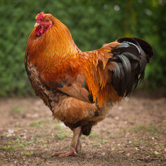 Rooster in the farm. Beauty farm animal
