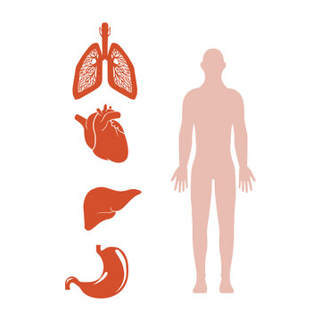 image of the human body and its organs, vector illustration